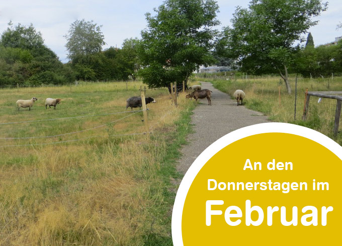 Read more about the article Das Obergrün Kennenlernen: Kleiner Spaziergang mit dem Verein Bauernhoftiere für Stadtkinder e.V. und ihren Schafen
