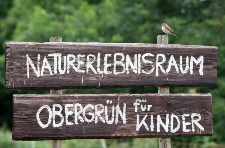 Neuntöter im Obergrün